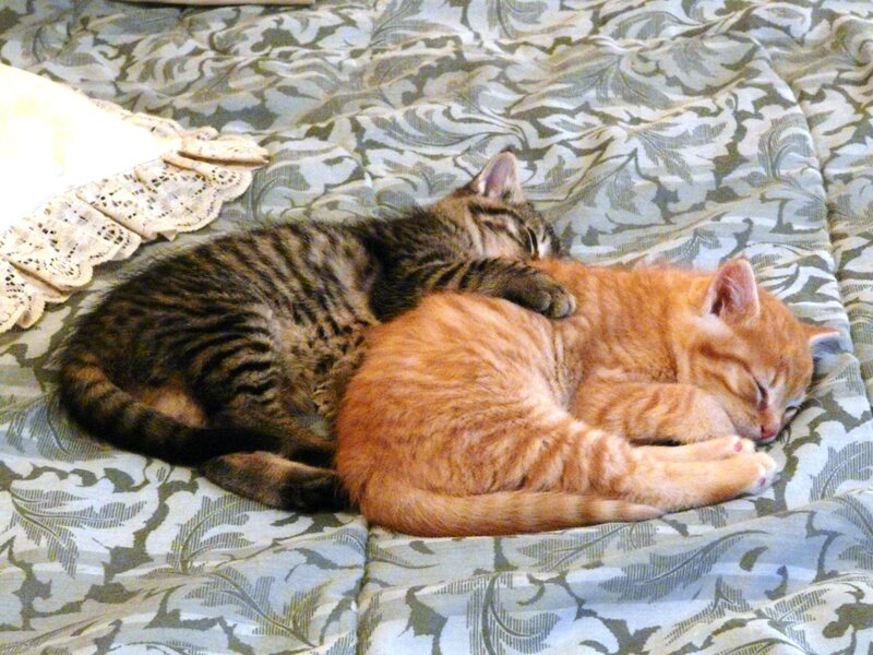 Two Kittens Sleeping — Orange, Peaceful, Photograph, Bed