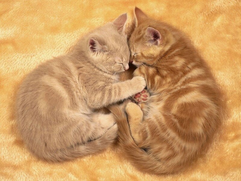 Two Kittens Sleeping — Orange, Peaceful, Photograph, Blanket