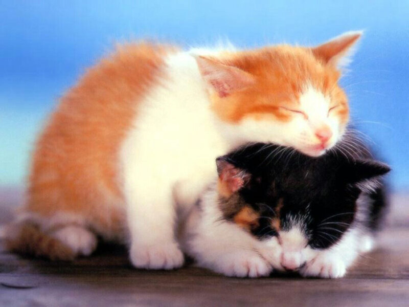 Two Kittens Sleeping — Orange, Peaceful, Photograph, Blue Background
