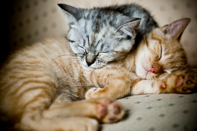 Two Kittens Sleeping — Orange, Peaceful, Photograph, Couch