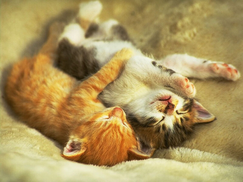 Two Kittens Sleeping — Orange, Peaceful, Photograph