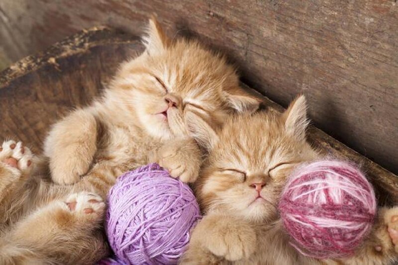 Two Kittens Sleeping — Orange, Peaceful, Photograph, Yarn Balls