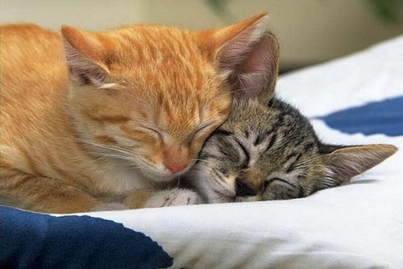 Two Kittens Sleeping — Orange, Peaceful