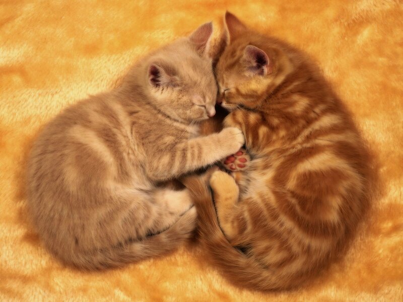 Two Kittens Sleeping — Orange, Photograph