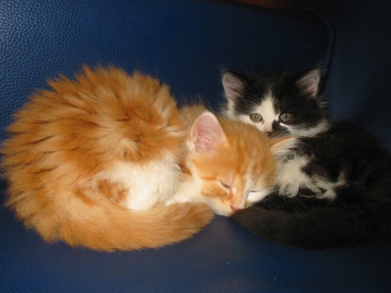 Two Kittens Sleeping — Orange