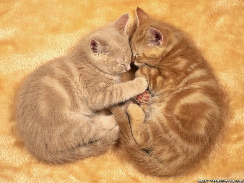 Two Kittens Sleeping — Peaceful, Photograph