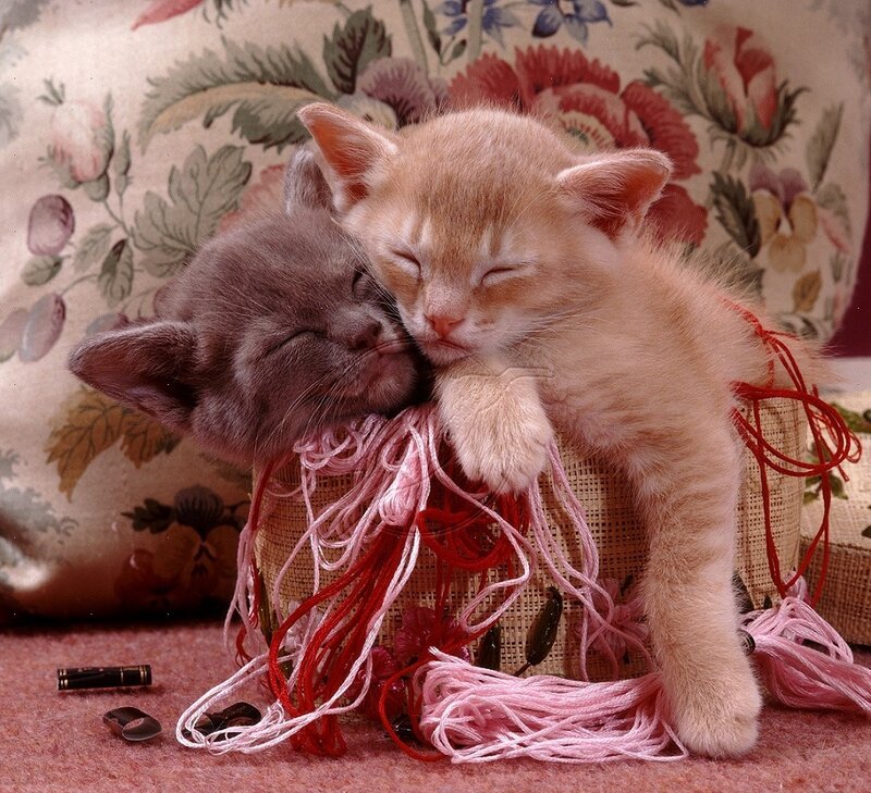 Two Kittens Sleeping — Pink, Peaceful, Photograph