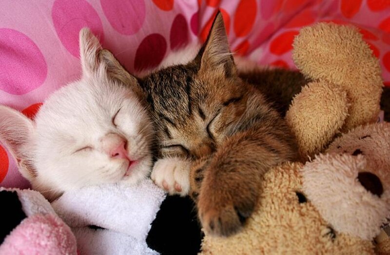Two Kittens Sleeping — Pink, Peaceful