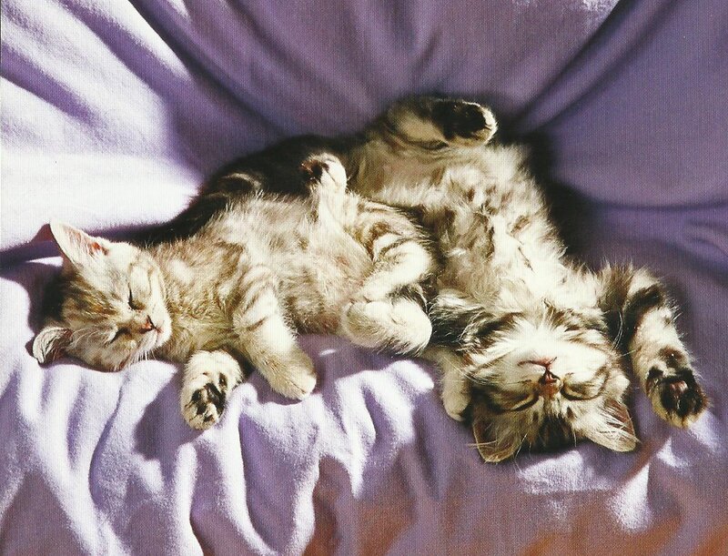 Two Kittens Sleeping — Purple