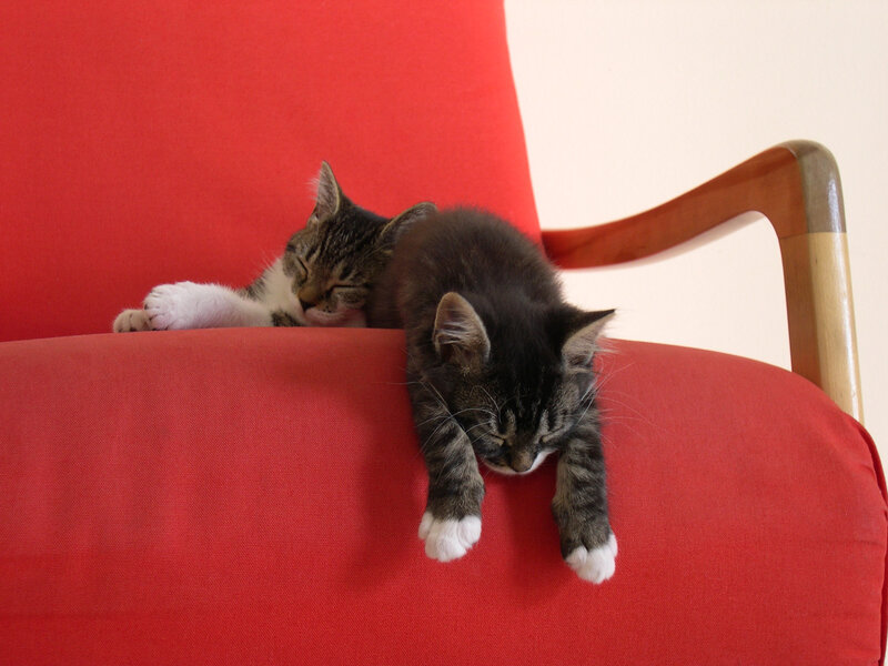 Two Kittens Sleeping — Red, Peaceful, Photograph, Cat