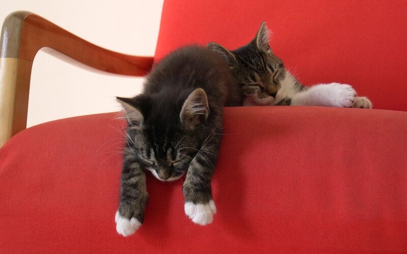 Two Kittens Sleeping — Red, Peaceful, Photograph, Chair
