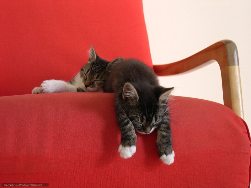 Two Kittens Sleeping — Red, Peaceful, Photograph, Couch, Armrest