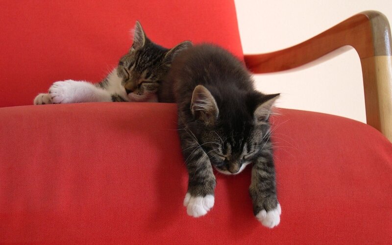 Two Kittens Sleeping — Red, Peaceful, Photograph, Couch