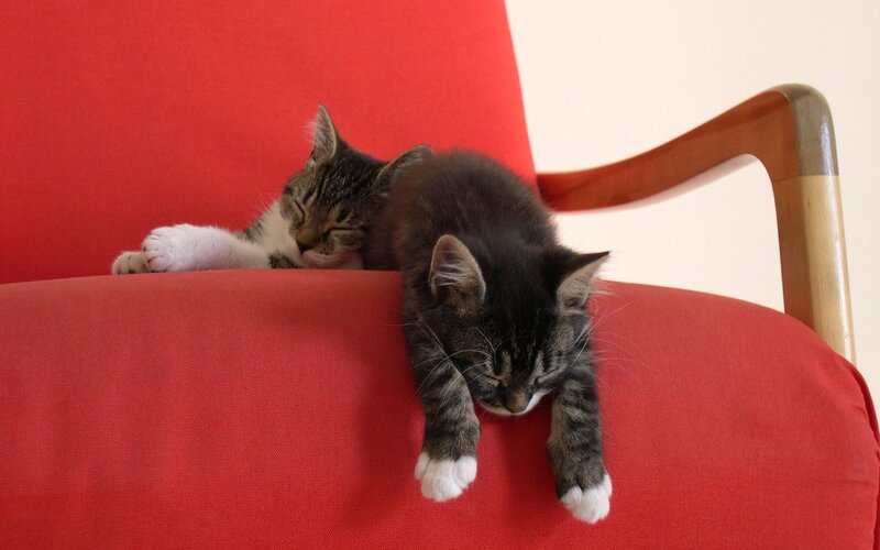 Two Kittens Sleeping — Red, Peaceful, Photograph