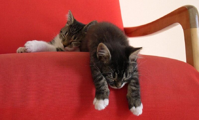 Two Kittens Sleeping — Red, Peaceful