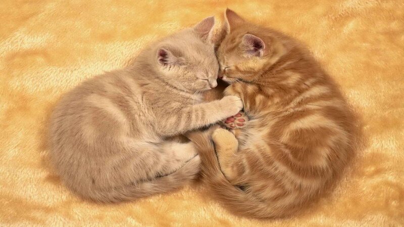 Two Kittens Sleeping — Tan