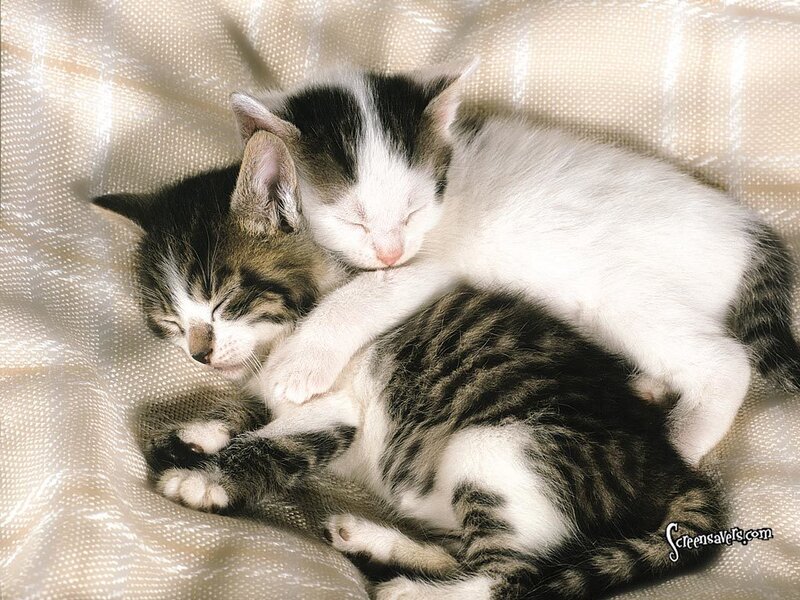 Two Kittens Sleeping