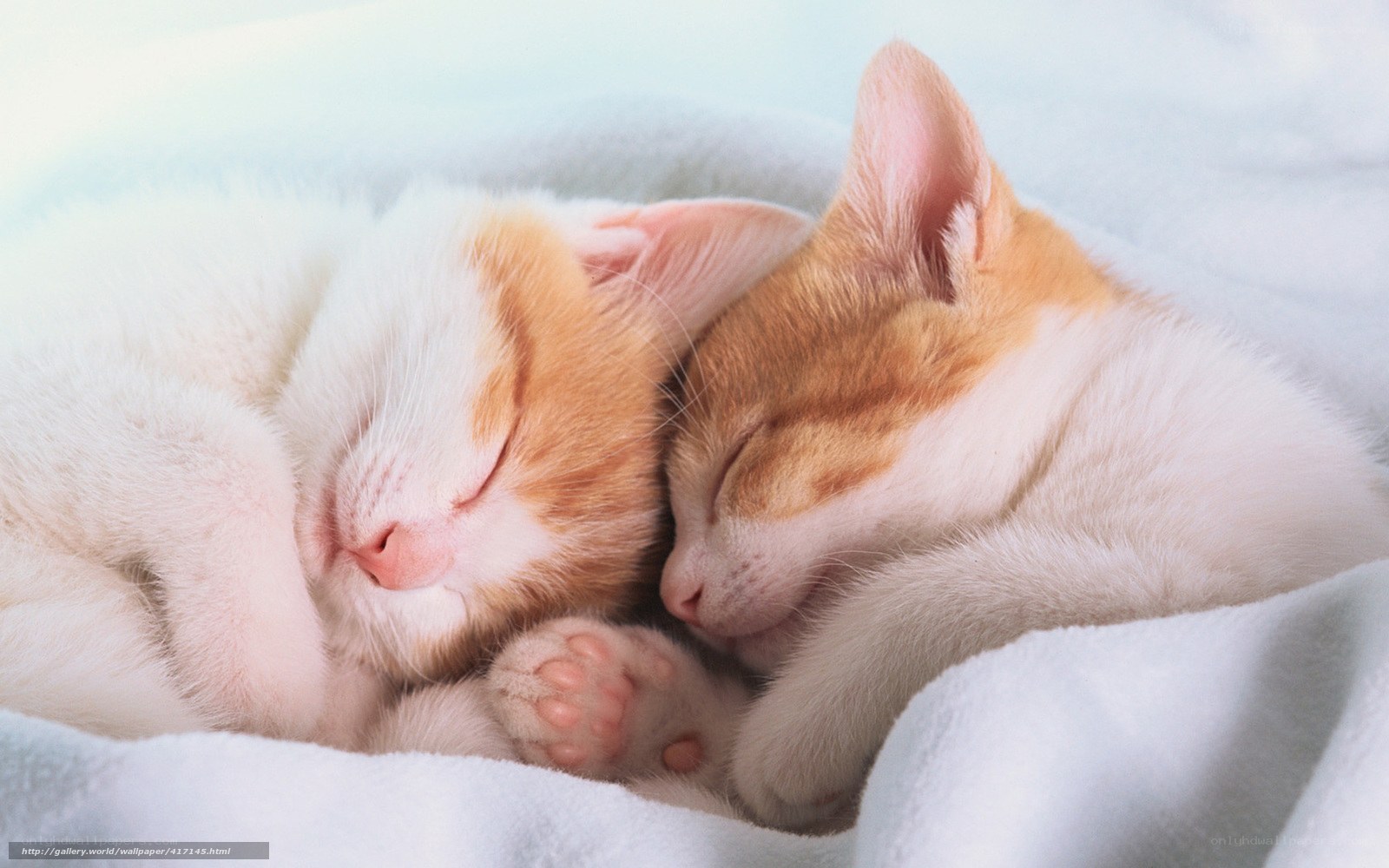 Two kittens sleeping together