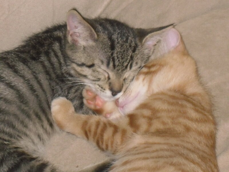 Two kittens sleeping together
