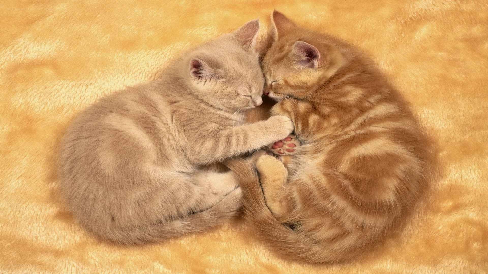 Two kittens sleeping together