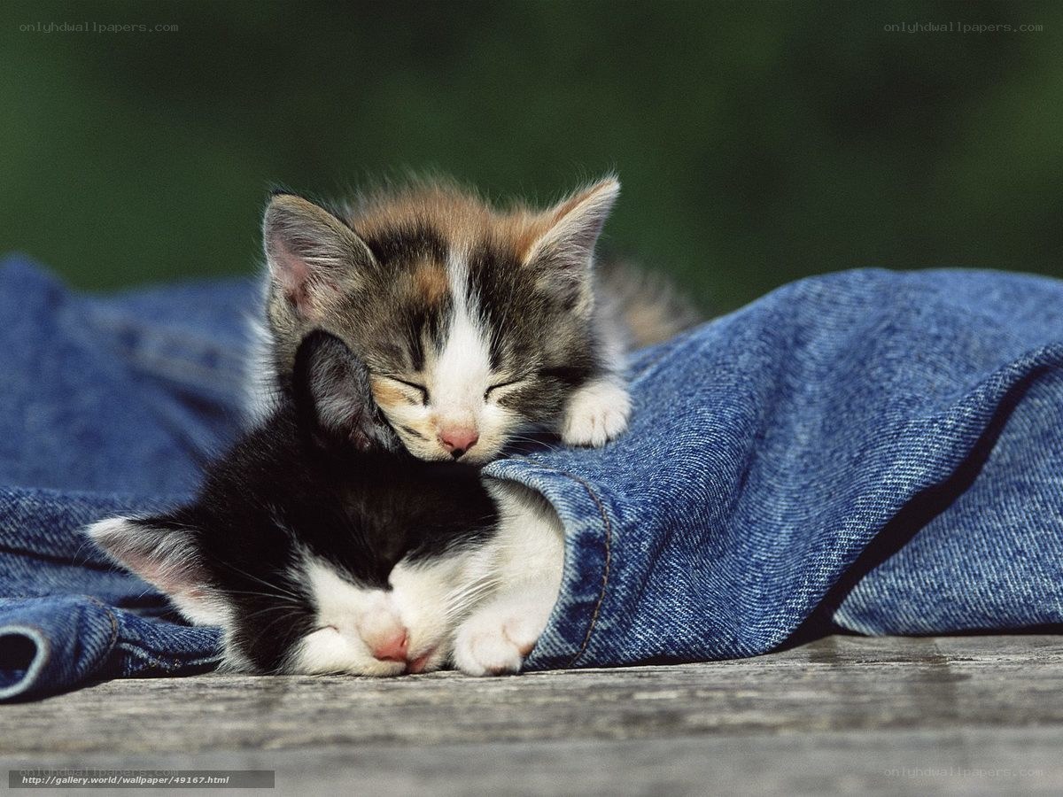 Two kittens sleeping together