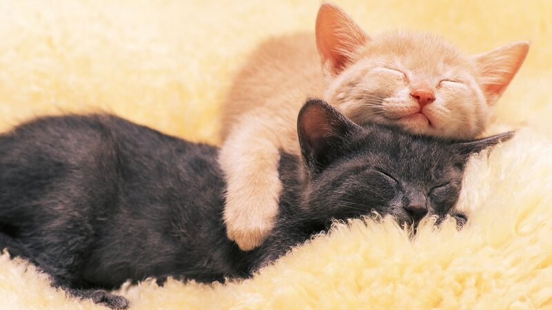 Two kittens sleeping together