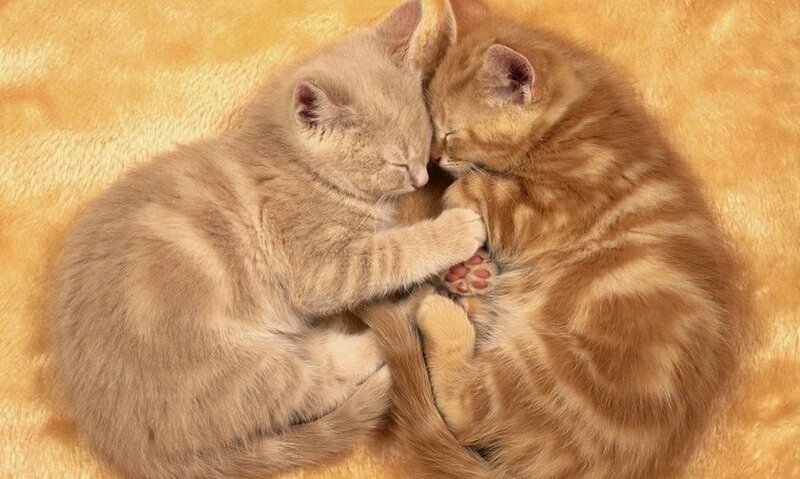 Two kittens sleeping together