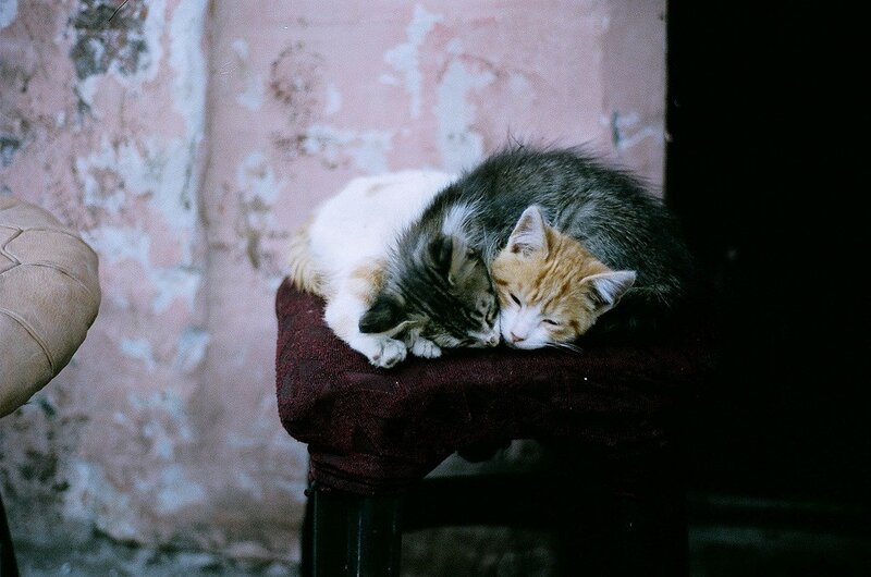 Two kittens sleeping together