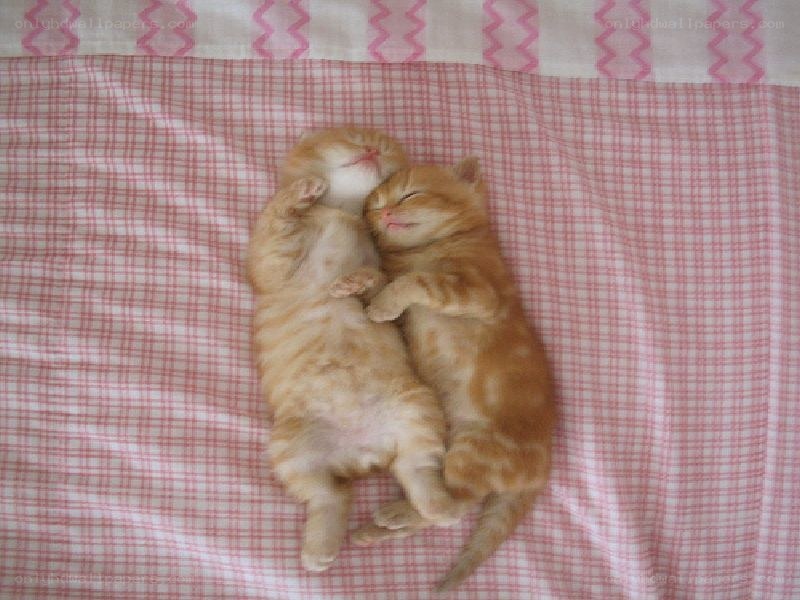 Two kittens sleeping together