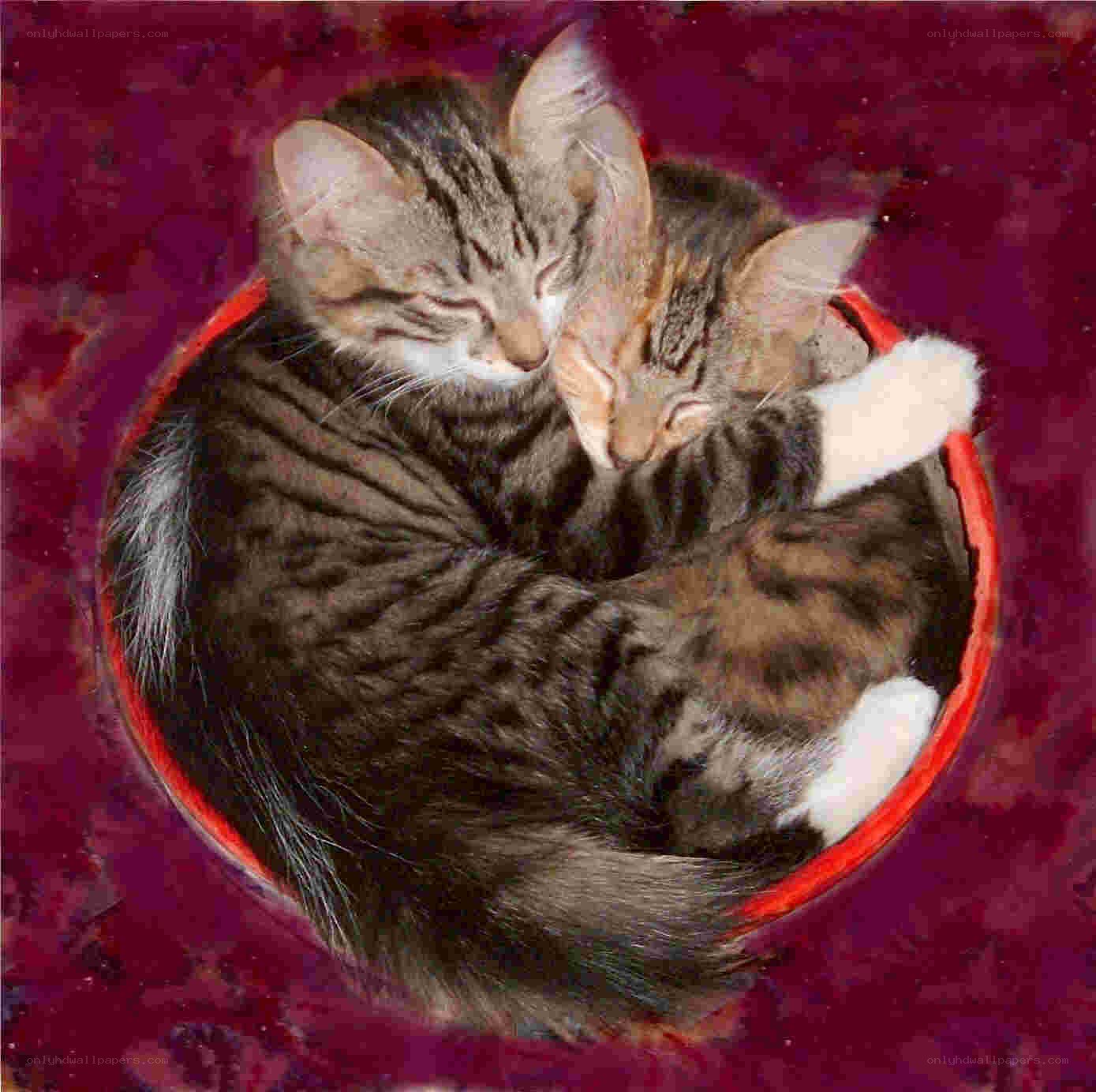 Two kittens sleeping together