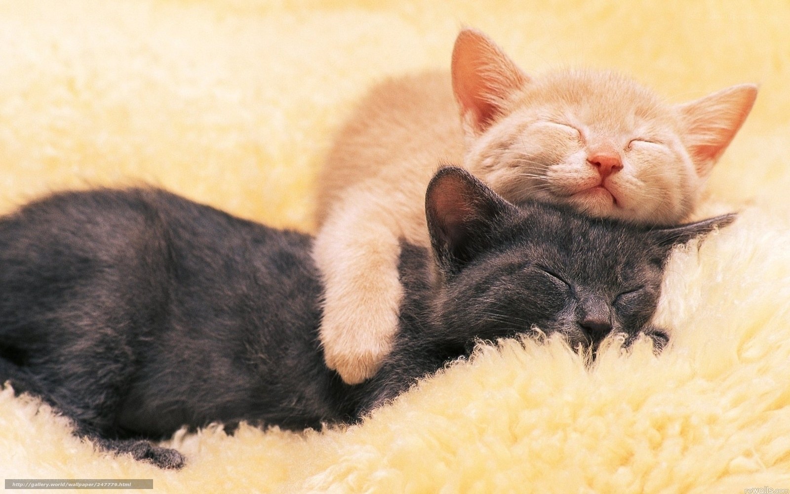 Two kittens sleeping together