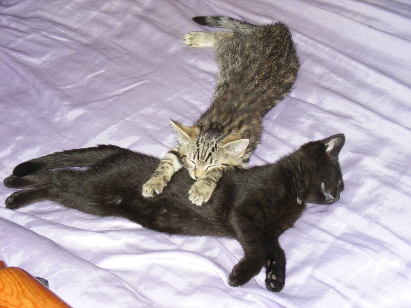 Two kittens sleeping together