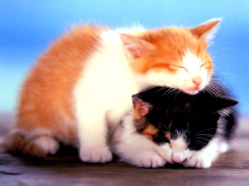 Two kittens sleeping together