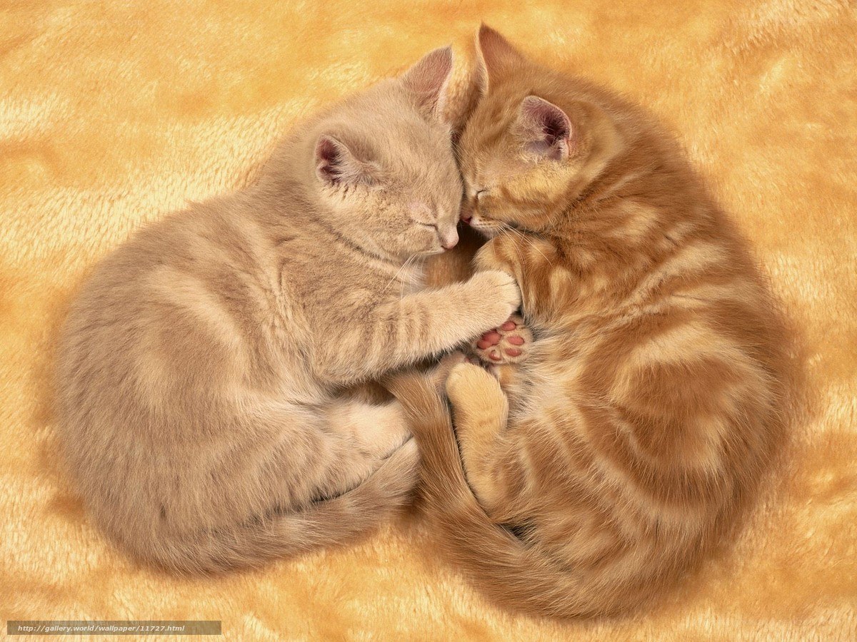 Two kittens sleeping together