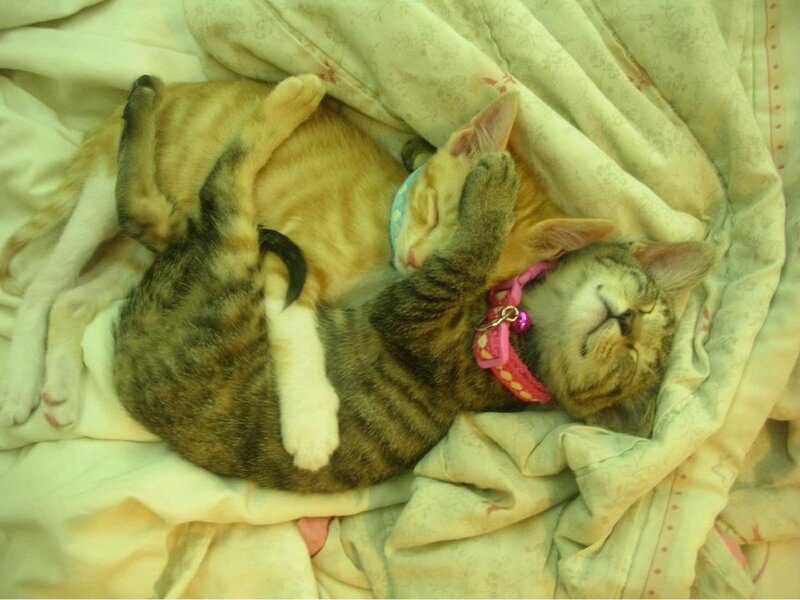 Two Kittens Sleeping — White, Peaceful, Photograph, Blanket, Collars