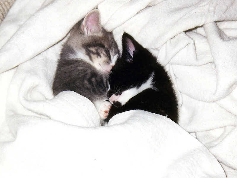 Two Kittens Sleeping — White, Peaceful, Photograph, Blanket, Gray