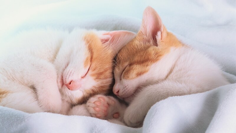 Two Kittens Sleeping — White, Peaceful, Photograph, Blanket