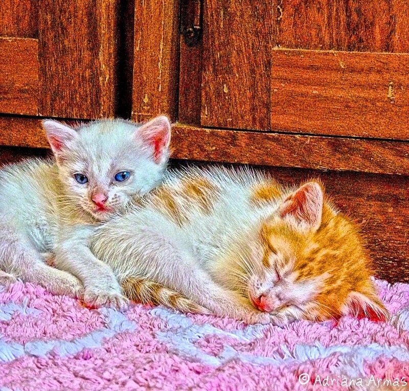 Two Kittens Sleeping — White, Peaceful, Photograph