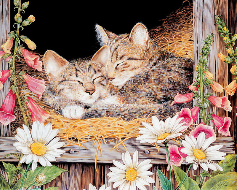 Two Kittens Sleeping — White, Peaceful, Spring