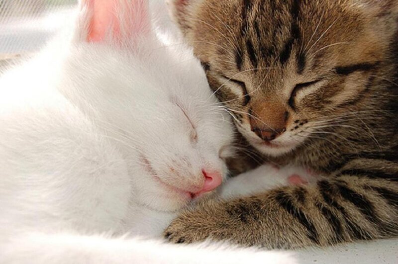 Two Kittens Sleeping — White, Peaceful