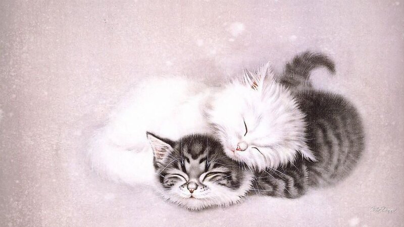 Two Kittens Sleeping — White, Peaceful, Winter