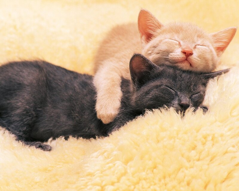 Two Kittens Sleeping — Yellow, Peaceful, Photograph, Blanket