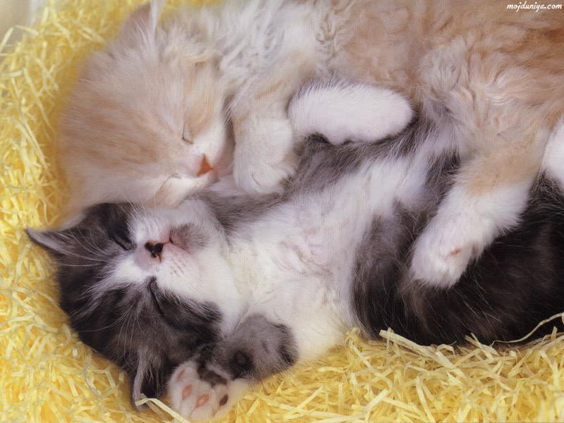 Two Kittens Sleeping — Yellow, Peaceful, Photograph, Straw, White
