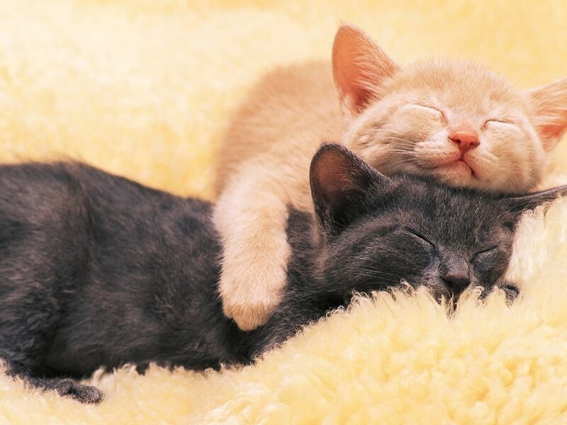 Two Kittens Sleeping — Yellow, Peaceful