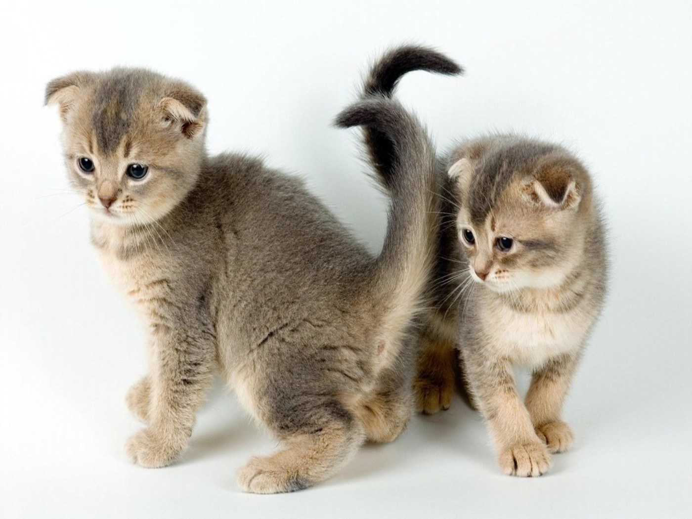 two kittens standing together