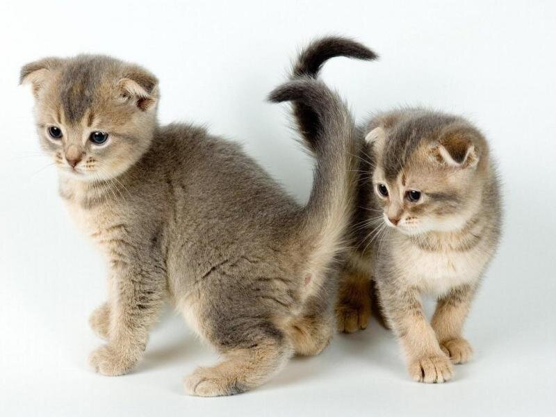 two kittens standing together