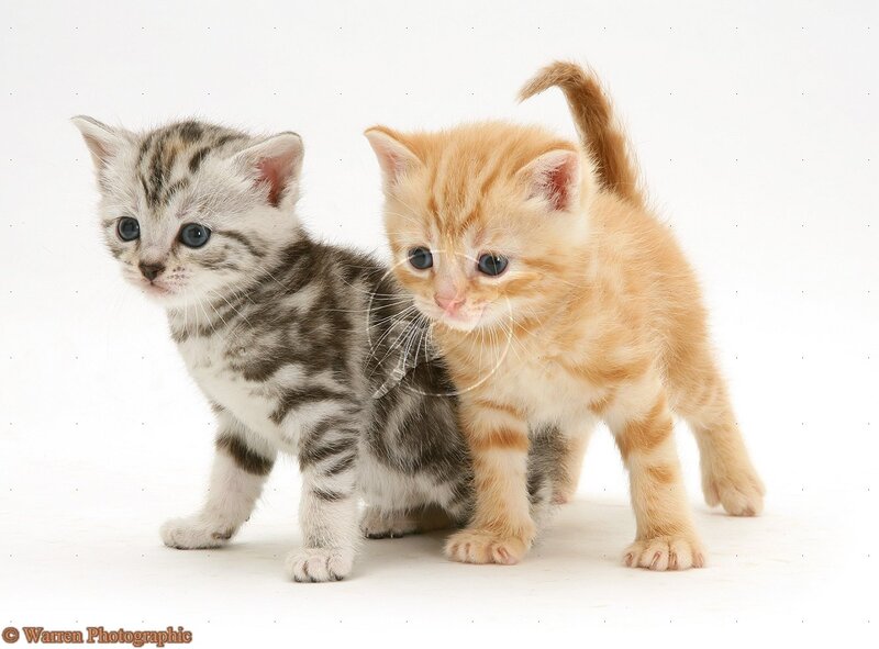 Two Kittens Standing — White