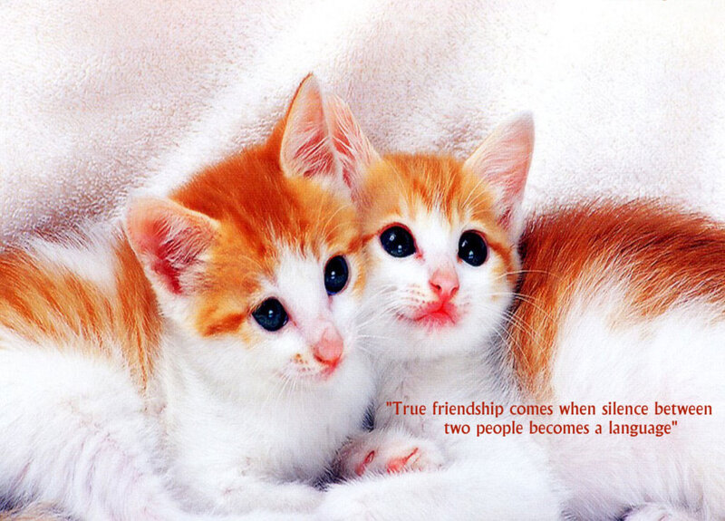 two kittens together