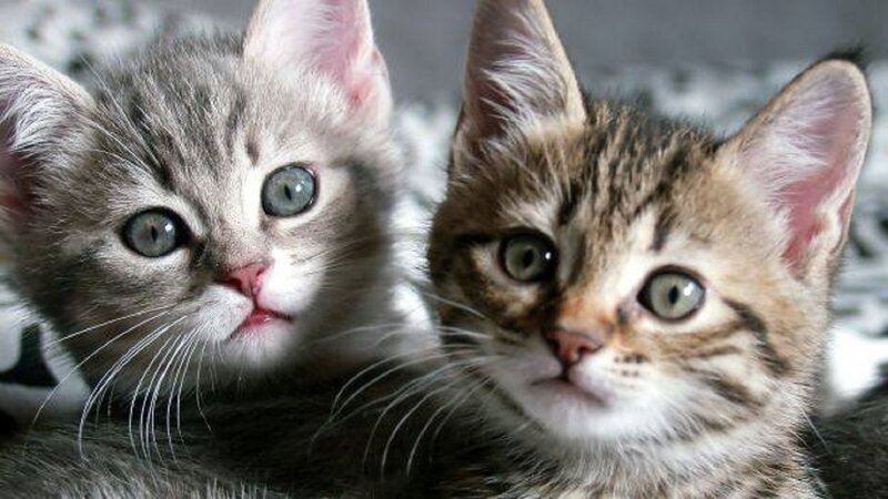 Two Kittens Together — Gray, Calm, Photograph