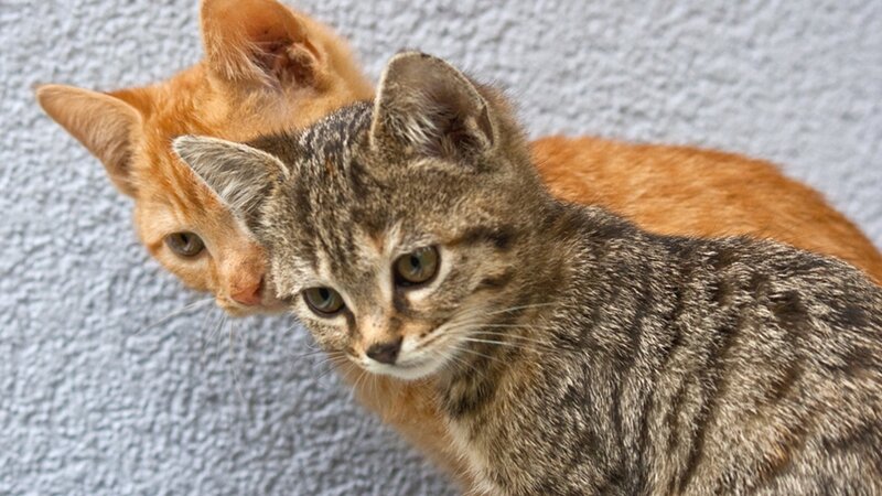 Two Kittens Together — Gray, Calm